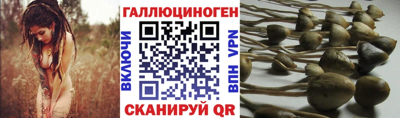 Галлюциногенные грибы мухоморы  Апатиты 
